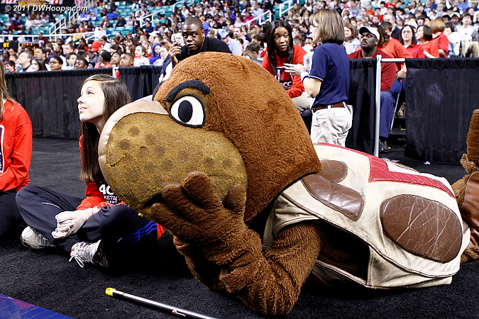 Maryland mascot Testudo the Terrapin prone on the sidelines  